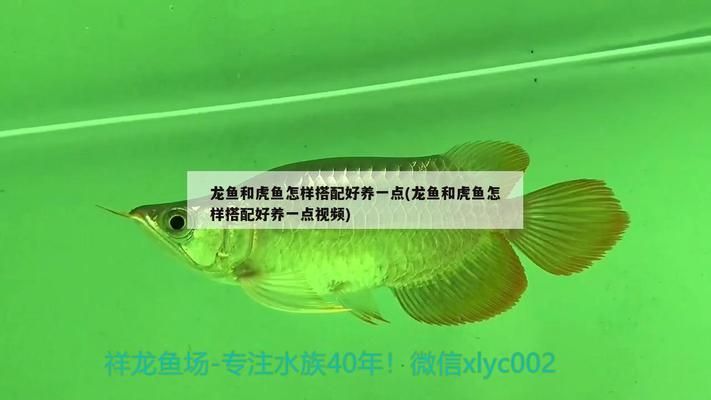 张家界水族馆：张家界巨金水族馆 全国观赏鱼市场 第5张