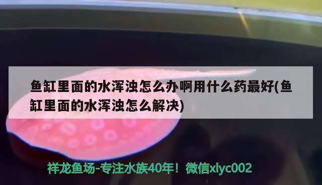 水族馆鱼缸水那么清用什么药了：如何自制鱼缸水质净化剂 水族馆百科（水族馆加盟） 第1张