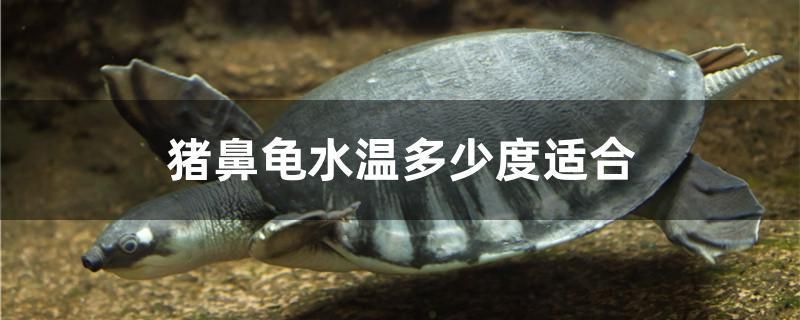 猪鼻龟温度多少：猪鼻龟冬季保温方法、猪鼻龟冬季保温措施猪鼻龟冬季保温方法 猪鼻龟百科 第3张