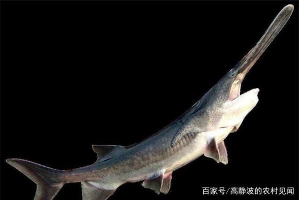 广西金龙鱼总代理：-广西金龙鱼总代产品质量怎么样 水族问答 第1张