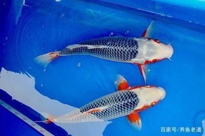 国画金龙鱼的画法：国画中的金龙鱼的画法 水族问答 第1张