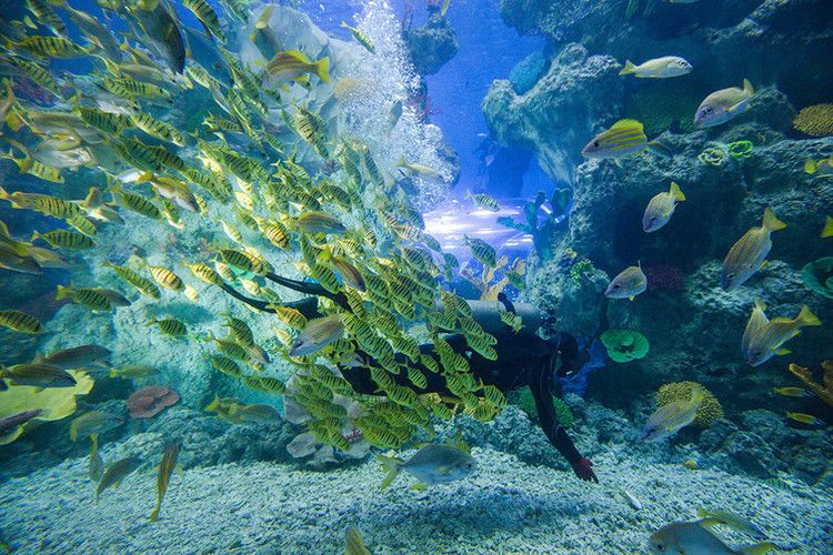 芜湖水族馆：芜湖水族馆地址 全国观赏鱼市场 第2张