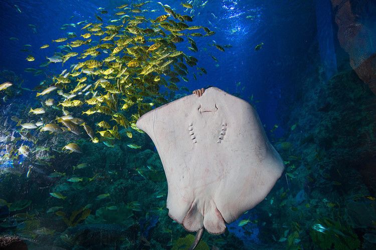 芜湖水族馆：芜湖水族馆地址 全国观赏鱼市场 第3张