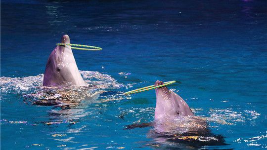 芜湖水族馆：芜湖水族馆地址 全国观赏鱼市场 第5张