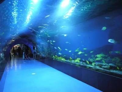 建一个水族馆多少钱：广州白云机场新建水族馆项目预计投放至少2000条鱼 水族馆百科（水族馆加盟） 第5张