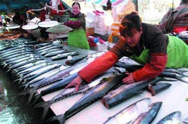 日照水族批发市场：日照水产市场在哪里 全国观赏鱼市场 第5张