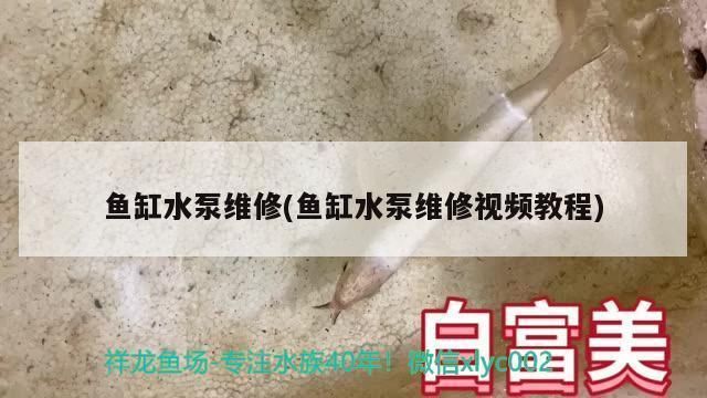 鱼缸水泵不转了怎么修：鱼缸水泵不转怎么办 鱼缸百科 第4张