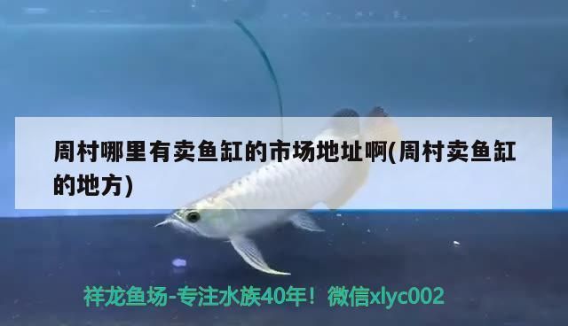 聊城鱼缸批发市场：聊城鱼缸批发市场在哪里 全国观赏鱼市场 第2张