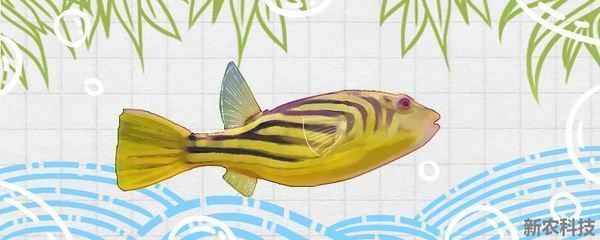 过背金龙鱼10多斤：过背金龙鱼养殖技术 水族问答