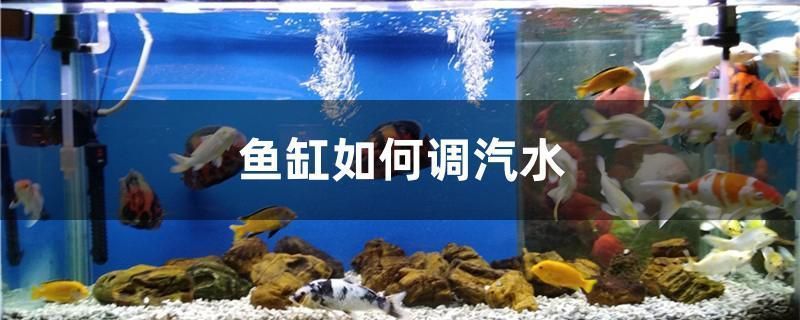 龙鱼红眼还是黑眼好看些：红眼龙鱼和黑眼龙鱼的挑选方法和秘诀 红龙鱼百科 第4张