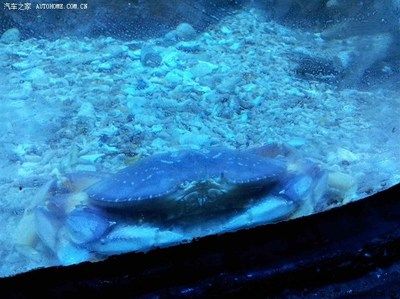 水族馆起什么名字霸气：水族馆起名如何体现霸气 水族馆百科（水族馆加盟） 第4张