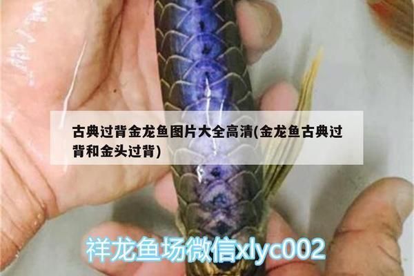 金底过背金龙鱼图片高清：金底过背金龙鱼的高清图片 金龙鱼百科 第2张