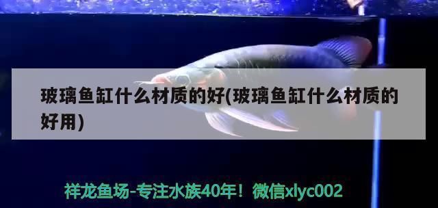 过背金龙鱼的特点和缺点：关于背金龙鱼的问题 水族问答 第2张