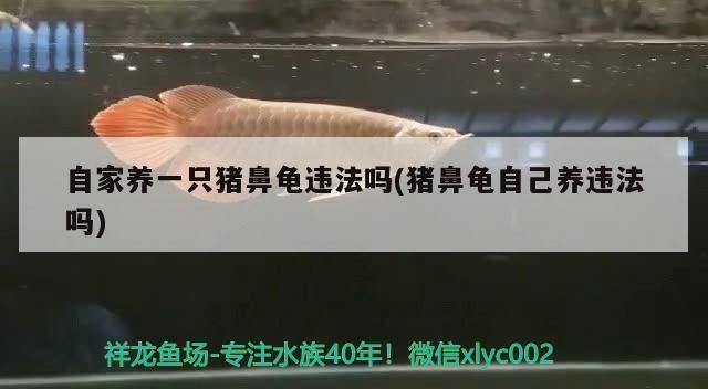 猪鼻龟证书：养殖猪鼻龟需要什么手续 猪鼻龟百科 第4张