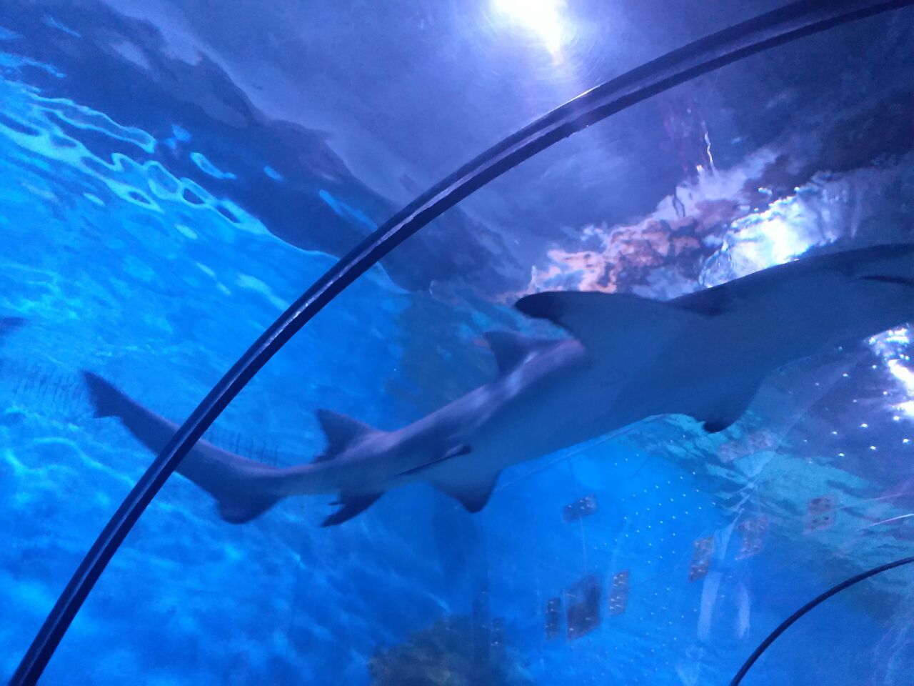 宁波水族馆：关于宁波水族馆的一些问题 全国观赏鱼市场 第2张