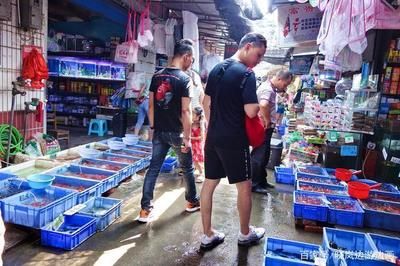 桂林水族批发市场：桂林水族市场在哪里 全国观赏鱼市场 第2张