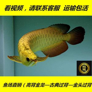 古典蓝底过背金龙鱼的特点：古典蓝底过背金龙鱼在水族爱好者中具有较高的地位 金龙鱼百科 第4张