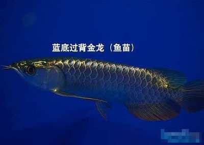 古典蓝底过背金龙鱼的特点：古典蓝底过背金龙鱼在水族爱好者中具有较高的地位 金龙鱼百科 第3张