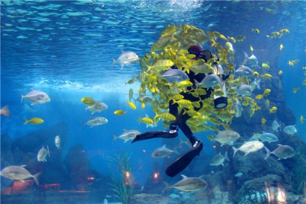 常州水族馆：常州旅游攻略常州水族馆 全国观赏鱼市场 第5张