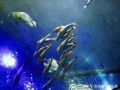 中国水族馆哪里的比较好：世界最大的内陆水族馆——北京海洋馆 水族馆百科（水族馆加盟） 第2张