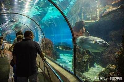 中国水族馆哪里的比较好：世界最大的内陆水族馆——北京海洋馆 水族馆百科（水族馆加盟） 第4张