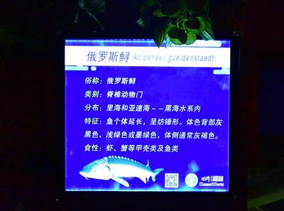 水族馆特点：上海海洋水族馆科研成果有哪些应用水族馆互动体验项目介绍 水族馆百科（水族馆加盟） 第4张