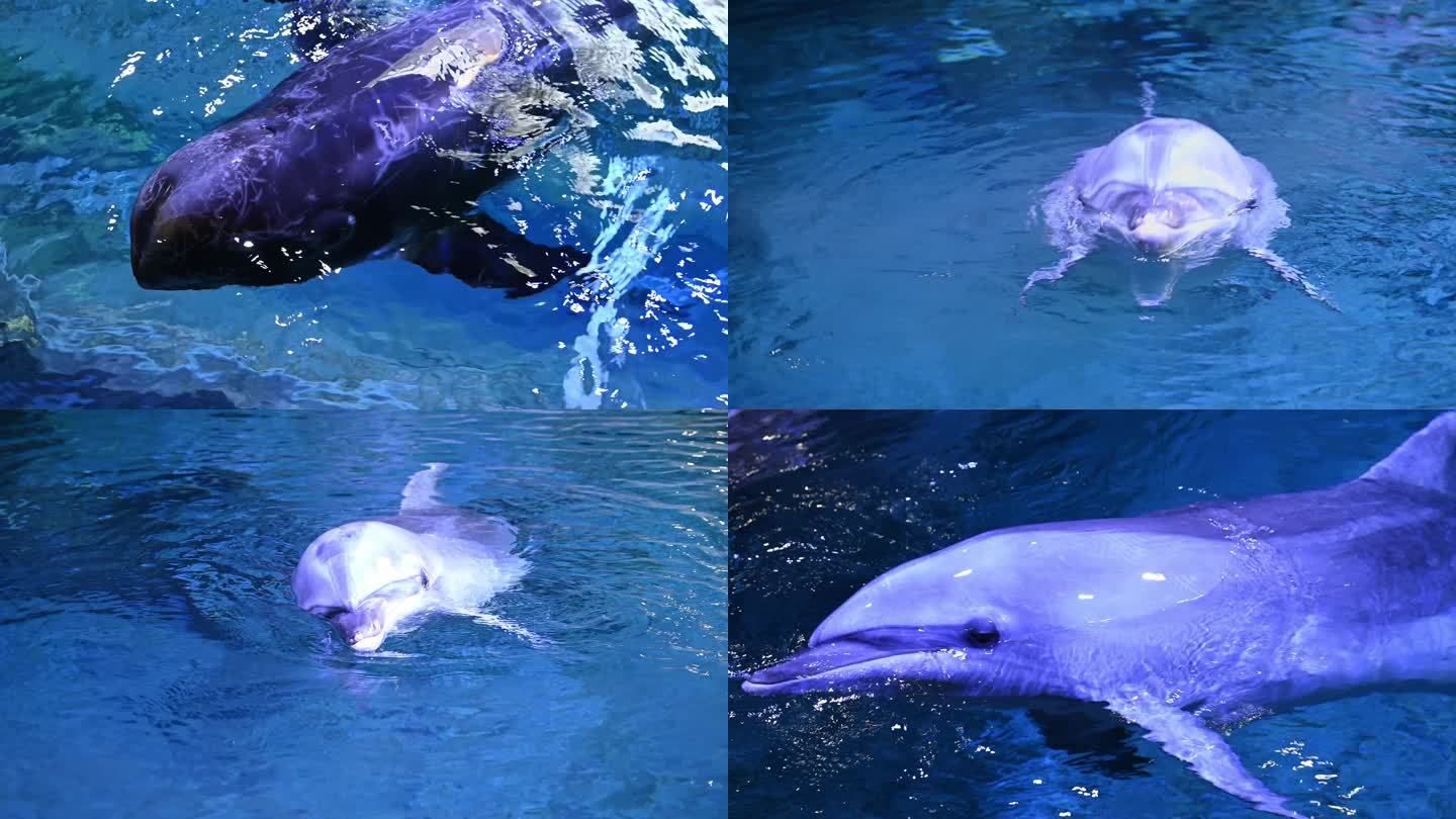 水族馆里面：上海海洋水族馆 水族馆百科（水族馆加盟） 第5张