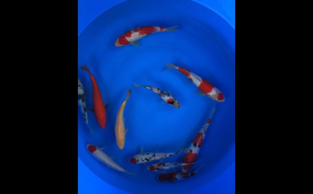 过背金龙鱼饲养水温：如何确定金鱼的理想水温？ 水族问答 第1张