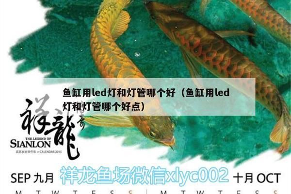 过背金龙鱼饲养水温：如何确定金鱼的理想水温？ 水族问答 第2张