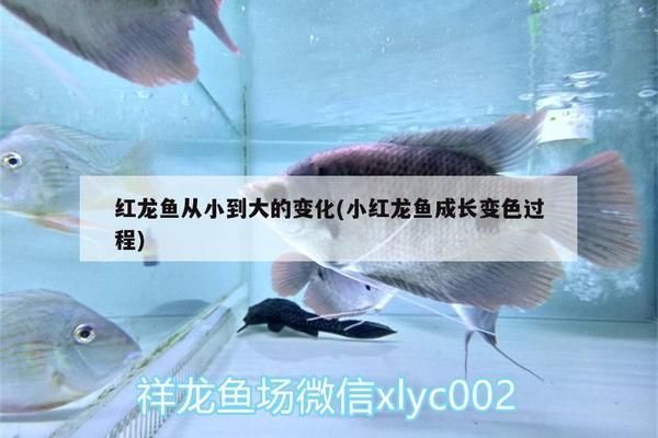 小红龙鱼成长变色过程图：如何判断小红龙鱼品质，小红龙鱼饲料选择指南 红龙鱼百科 第5张