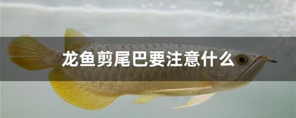 过背金龙鱼挑选技巧图解：背金鱼挑选技巧 水族问答