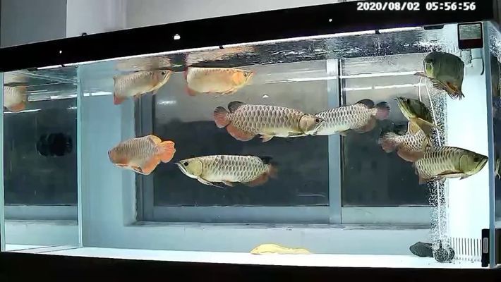 昌吉回族自治州水族批发市场：昌吉回族自治州水族批发市场在哪里？ 全国观赏鱼市场 第7张