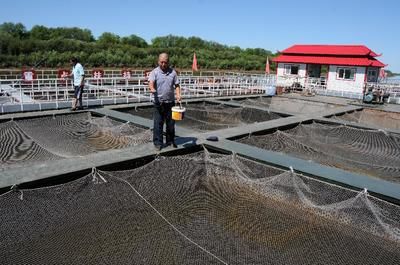 过背金龙鱼用什么颜色背景：过背金龙鱼的养殖方法 水族问答 第1张