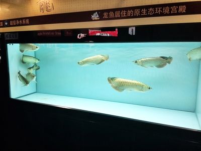 新加坡仟湖鱼缸：新加坡仟湖鱼缸十大品牌排行榜，新加坡仟湖鱼缸品牌排名 鱼缸百科 第3张