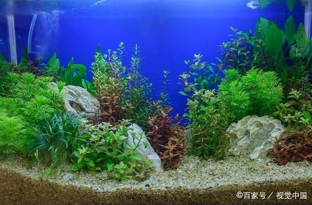 玛丽鱼缸里放什么水草：玛丽鱼缸水草养护技巧,莫斯水草种植注意事项,金鱼藻蜈蚣草繁殖方法 鱼缸百科 第4张