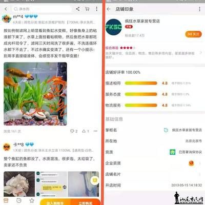 过背金龙鱼怎么看品相好坏：如何判断背金龙鱼的鳞片是否完整无缺，品相好的背金龙鱼有哪些特征 水族问答 第2张