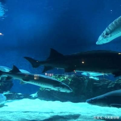 开个水族馆的艰难经历：水族馆创业资金筹集技巧 水族馆百科（水族馆加盟） 第5张