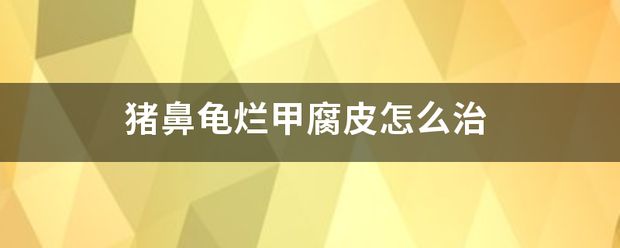 猪鼻龟身上腐皮白点怎么治：猪鼻龟得了白斑病怎么办 猪鼻龟百科 第7张