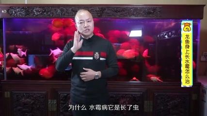 龙鱼长水霉怎么办：龙鱼水霉病是一种常见疾病，龙鱼长水霉怎么办， 龙鱼百科