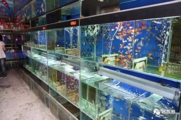 开水族馆卖观赏鱼一年收入多少：开水族馆出售观赏鱼