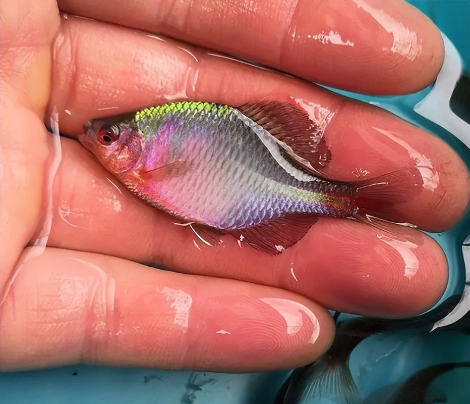 观赏鱼市场增长的主要驱动力：全球海水观赏鱼市场规模将进一步完善，产业链将进一步完善 观赏鱼百科 第2张