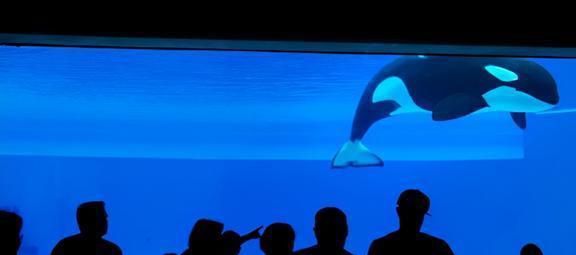 水族馆店铺里有什么动物吗：水族馆商店中可能有的动物及其详细信息