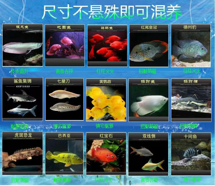 海里的龙鱼什么样：海里的龙鱼是一类令人着迷的海洋生物 水族问答 第2张