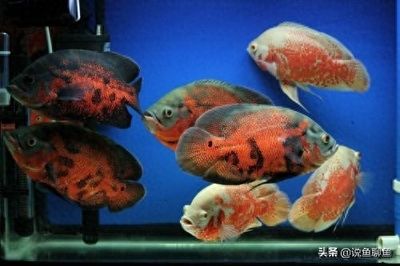 海龙鱼百科：海龙鱼的分类、形态、生活习性以及饲养注意事项 水族问答 第2张