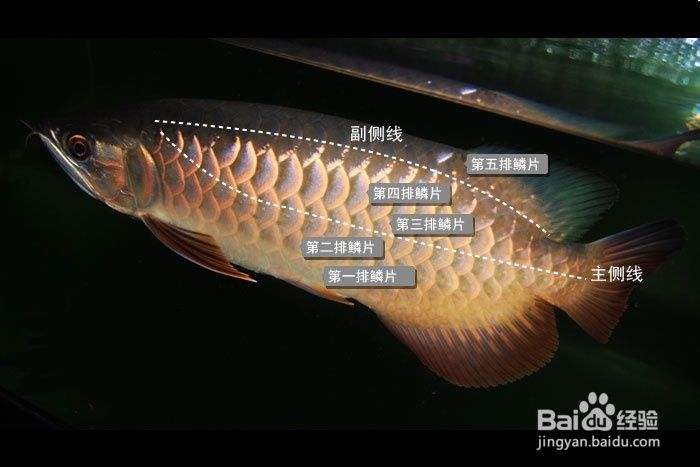 金龙鱼鳞片颜色变化解读：关于金龙鱼鳞片颜色变化的详细解读 金龙鱼百科 第3张