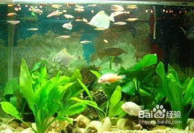 海龙鱼吃什么好：海龙鱼的营养价值和食用方式 水族问答