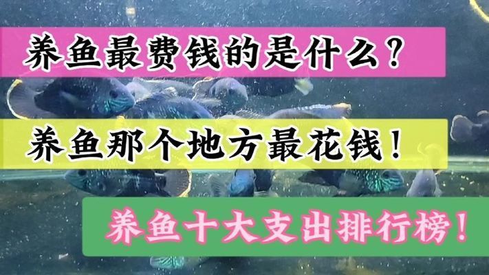 观赏鱼养护成本与价值评估：观赏鱼养护成本与价值 观赏鱼百科 第4张