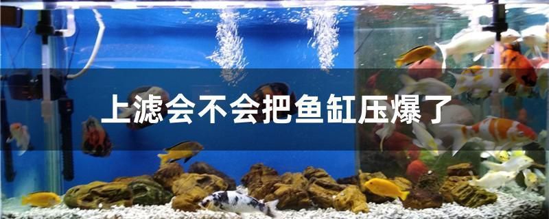 大理白族自治州龙鱼专卖店：大理白族自治州水族店 全国观赏鱼市场 第4张