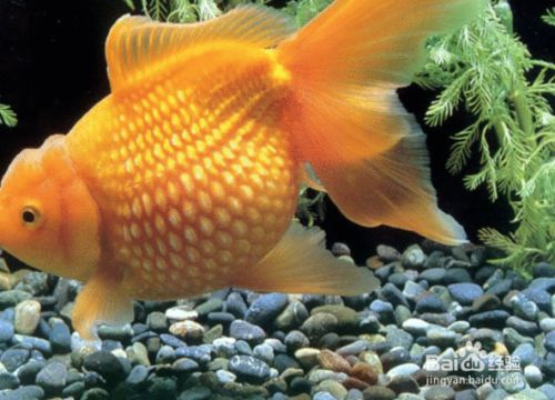 海龙鱼多大：关于海龙鱼的一些问题 水族问答 第1张