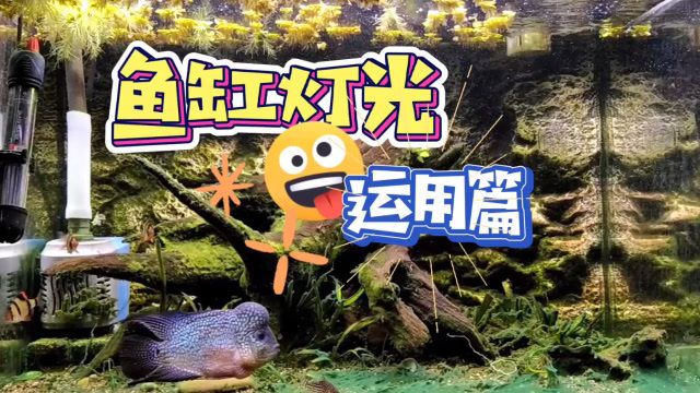 海龙鱼干的作用：海龙鱼干在烹饪中有什么独特的作用吗？ 水族问答 第2张